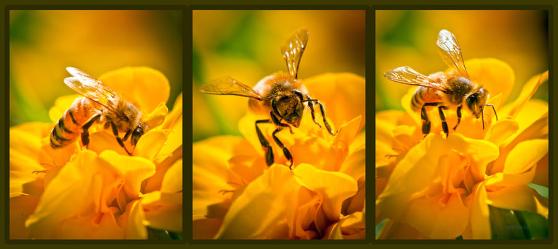 gathering-pollen-triptych-bob-orsillo